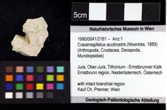 Foto (Objket + Etiketten) von Cracensigillatus acutirostris (Moericke, 1889) 